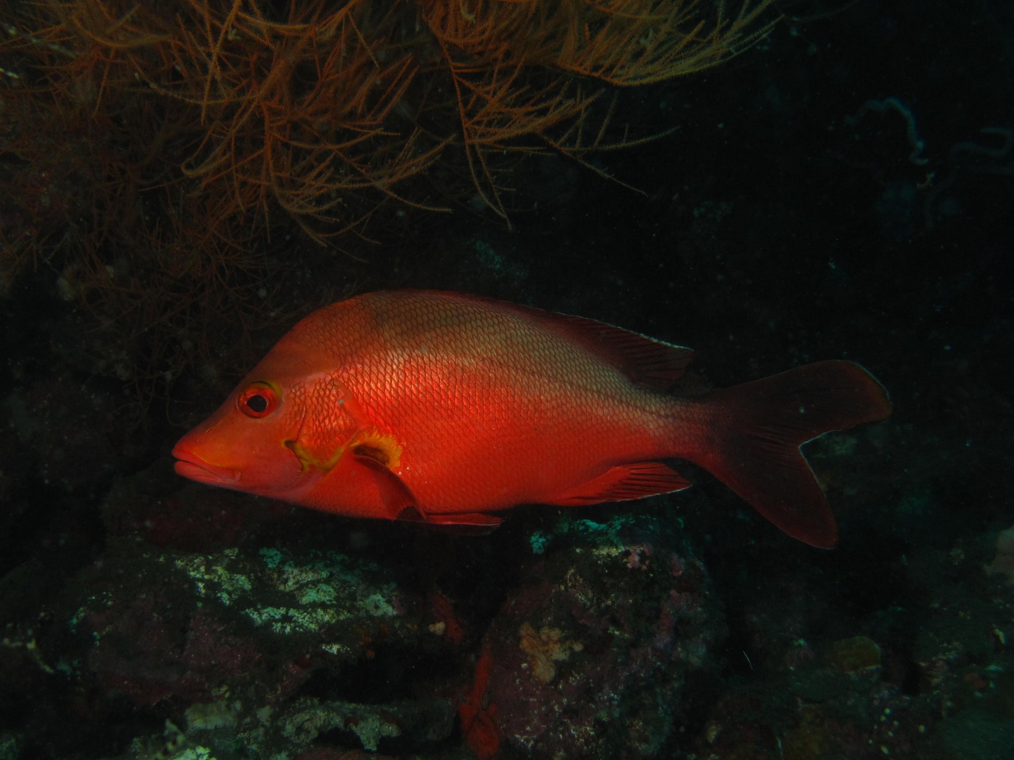 Vivaneau-pagaie • Lutjanus gibbus • Fiche poissons