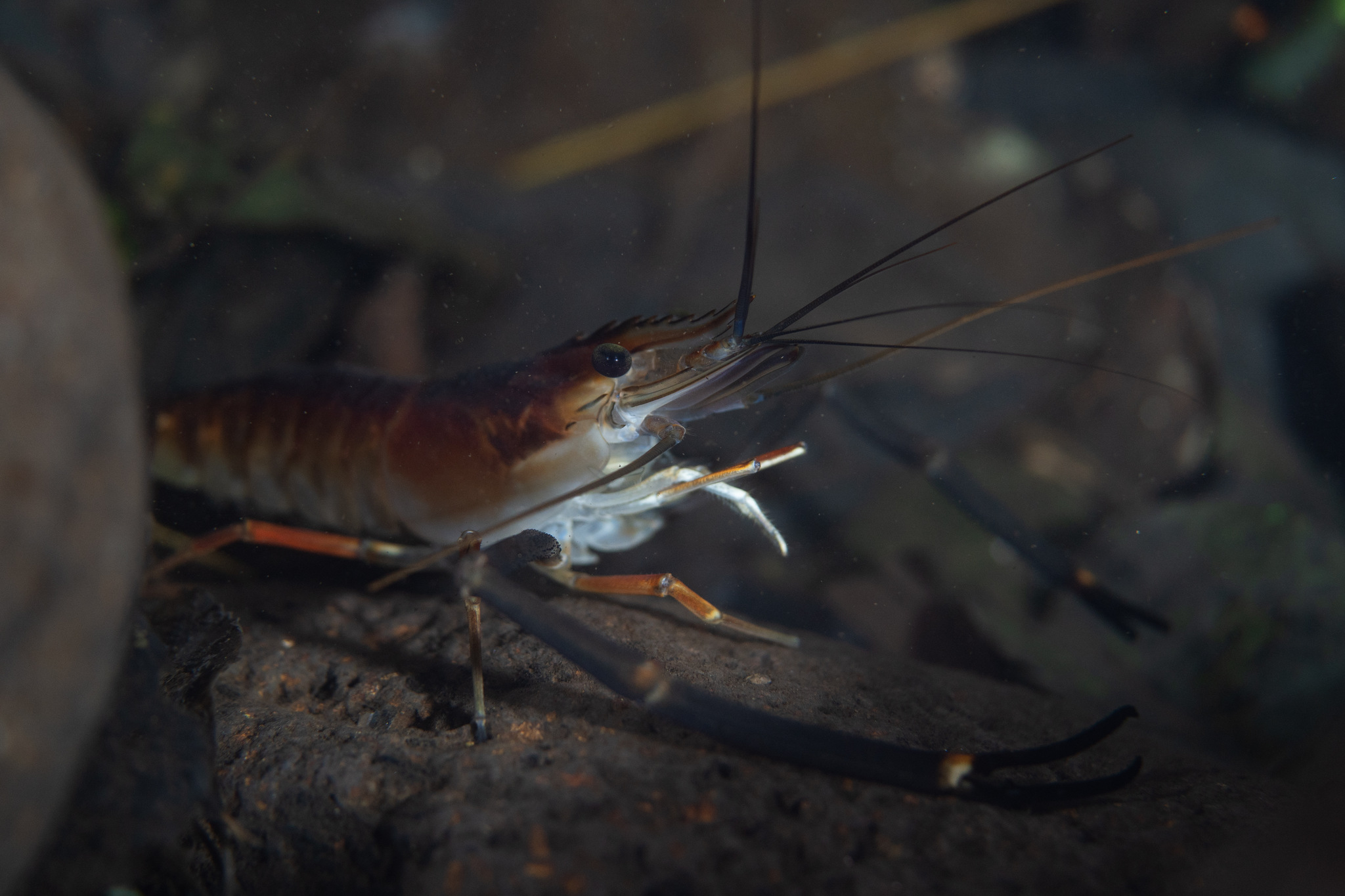 Macrobrachium lar • crustacea