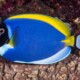 picture of Acanthurus leucosternon