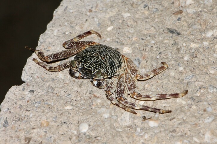 Grapsus albolineatus