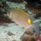 picture of Siganus lineatus