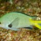 picture of Chromis kennensis