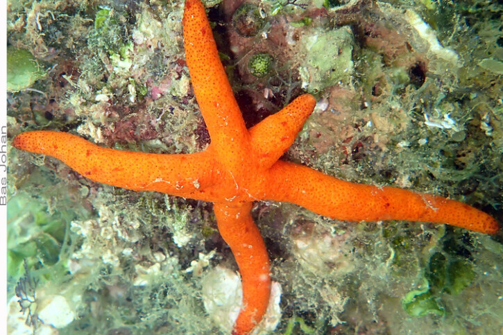 Echinaster luzonicus