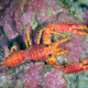 picture of Enoplometopus occidentalis