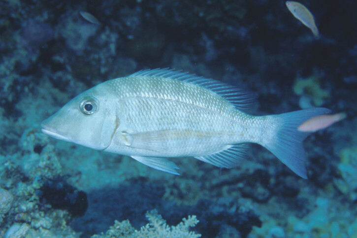 Lethrinus obsoletus