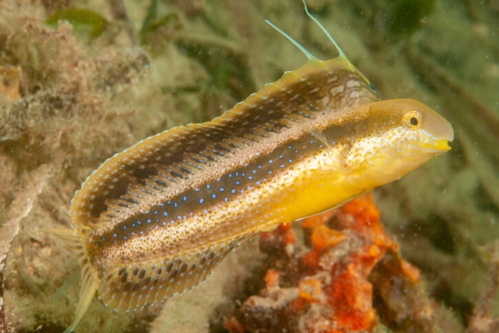 Petroscirtes lupus