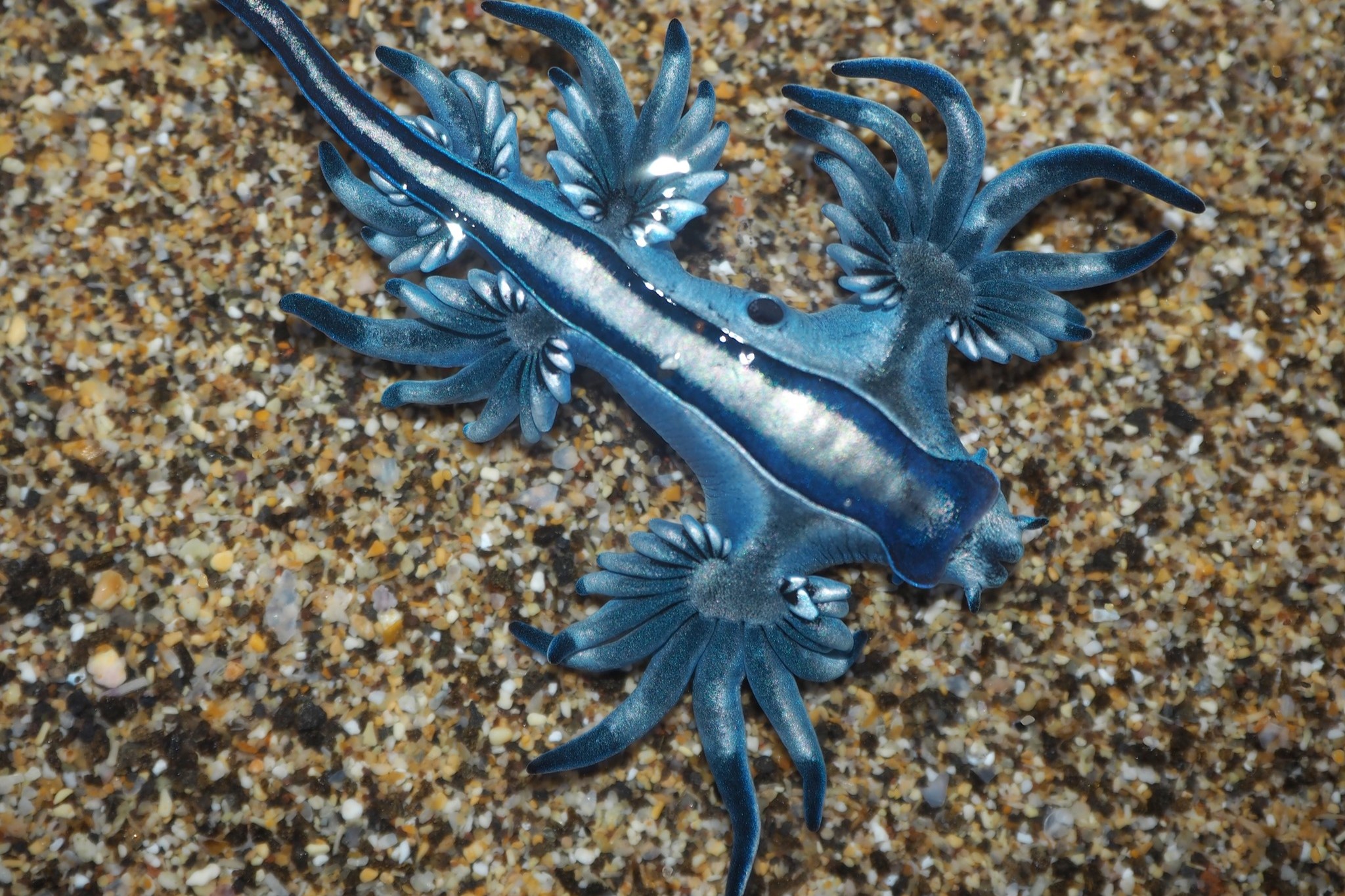 Dragón azul • Glaucus atlanticus • Molusco