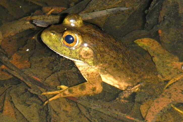 Lithobates catesbeianus • Anfibio