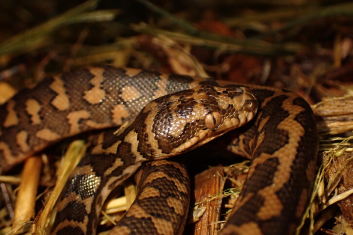 Morelia spilota • Reptil