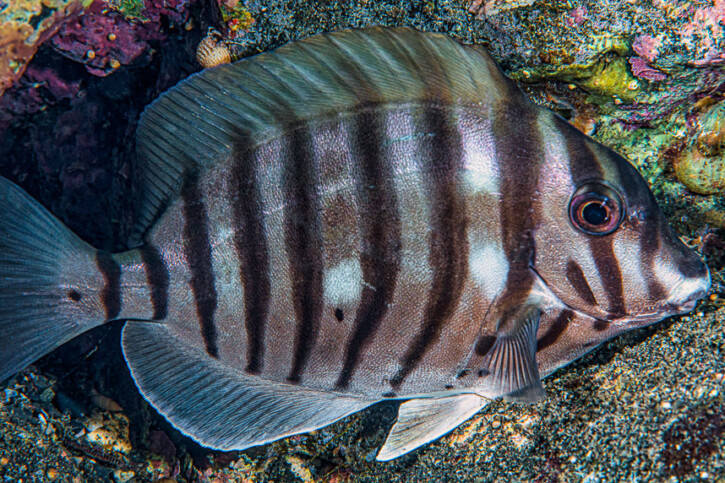 Acanthurus polyzona