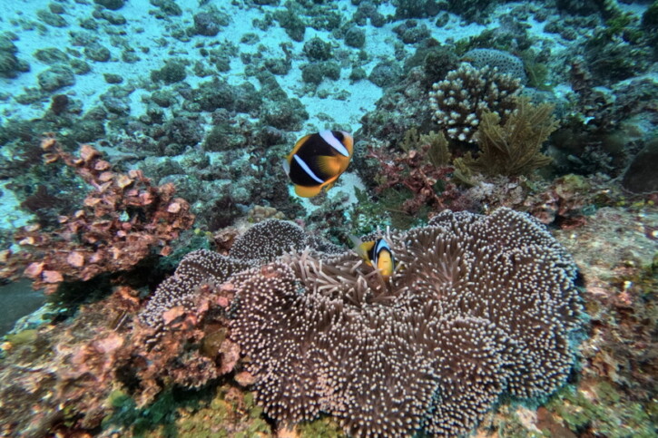 Amphiprion allardi