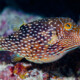 picture of Canthigaster natalensis