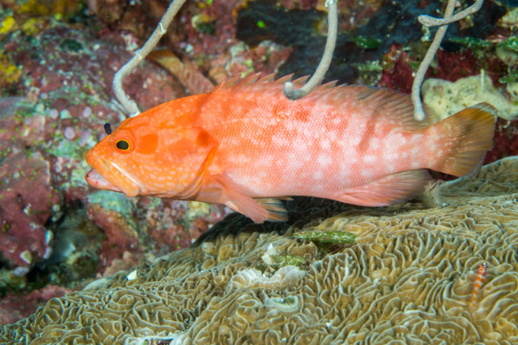 Cephalopholis spiloparaea