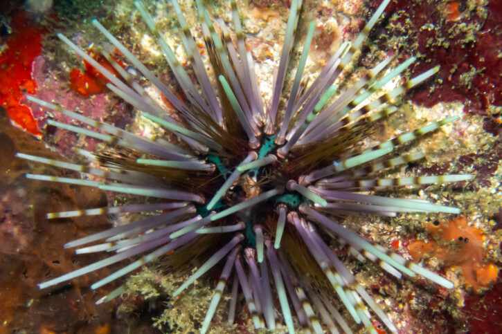 Echinothrix calamaris