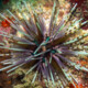 picture of Echinothrix calamaris