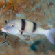 picture of Parupeneus trifasciatus