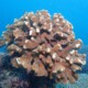 picture of Pocillopora eydouxi