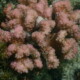 picture of Pocillopora verrucosa