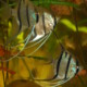 picture of Pterophyllum altum