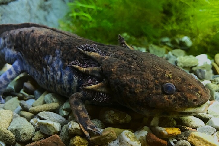 Ambystoma andersoni