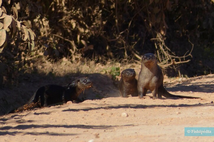 Lontra longicaudis