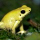 picture of Phyllobates terribilis