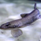 picture of Scyliorhinus canicula