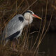 picture of Ardea cinerea