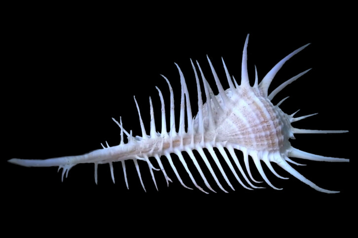 Murex pecten