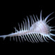 picture of Murex pecten